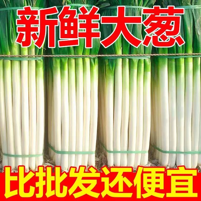 【山东铁杆大葱】农家自种铁杆大葱粗壮甜辣蘸酱大葱新鲜蔬菜包邮