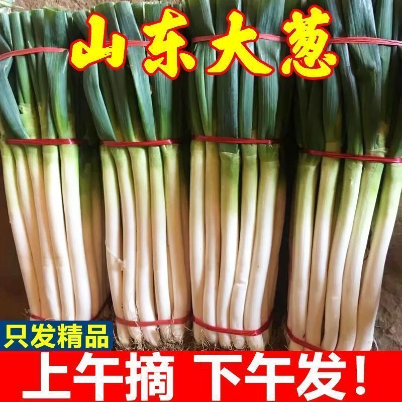 【半叶去半皮】精选山东铁杆大葱脆甜微辣杆粗厚实生吃大葱新鲜蔬菜