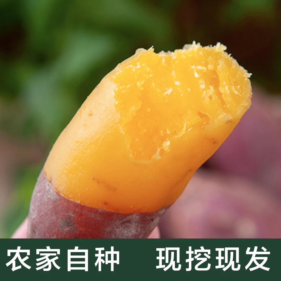 【中果5斤装】天目山小香薯红皮黄心粉糯香甜无筋无丝红薯地瓜1-3两