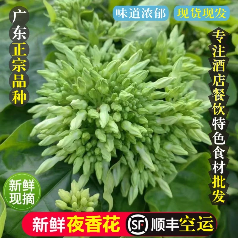 夜香花 新鲜食用现货现摘广东夜香花菜夜兰花食用新鲜夜香花批发