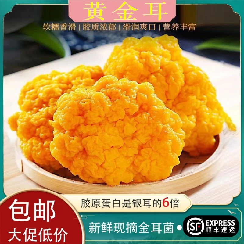 新鲜食用金耳菌云南特产鲜黄金耳黄木耳非干货金耳羹整箱顺丰包邮
