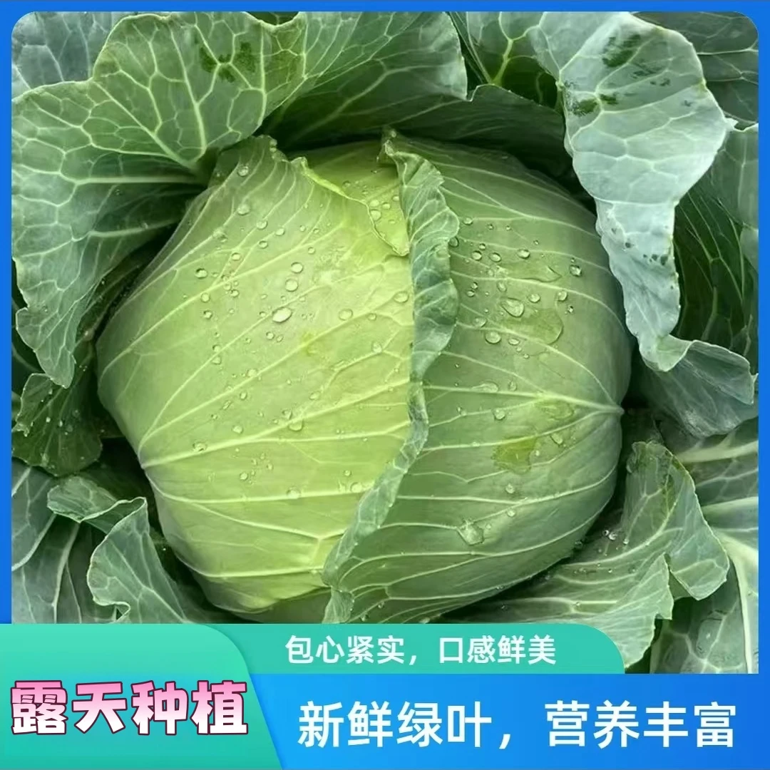 新鲜包菜现摘当季圆白菜农家自种蔬菜绿甘蓝卷心菜莲花白包心菜
