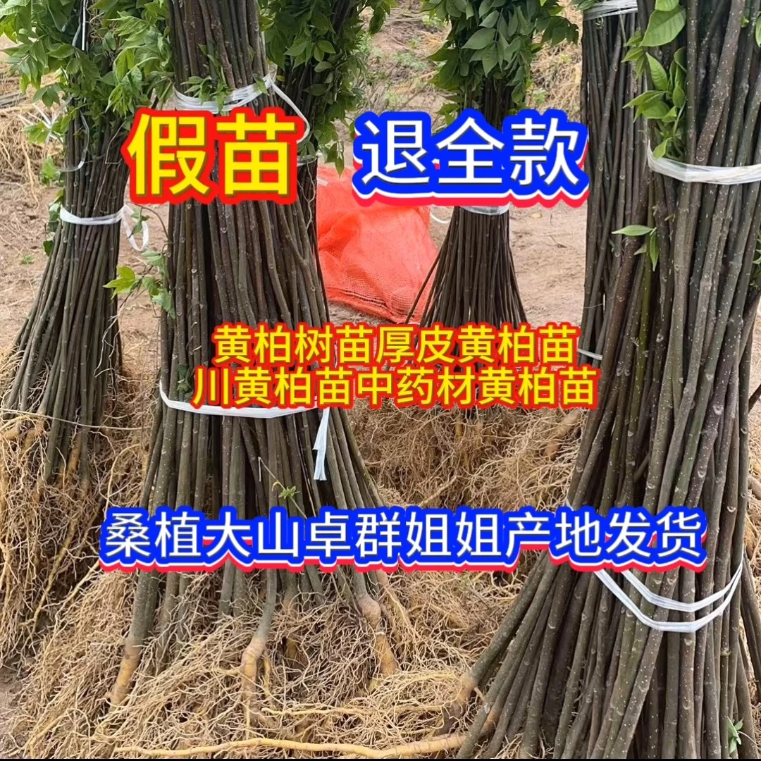 黄柏苗中药材黄柏皮树苗厚皮黄柏树苗产地纯正桑植卓群姐姐产地