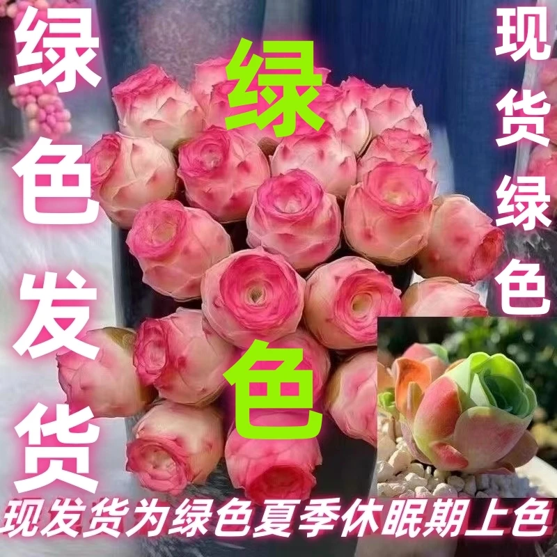 【山地玫瑰优选水蜜桃】多肉植物 绿植酒杯鸡蛋玫瑰室内四季防辐射