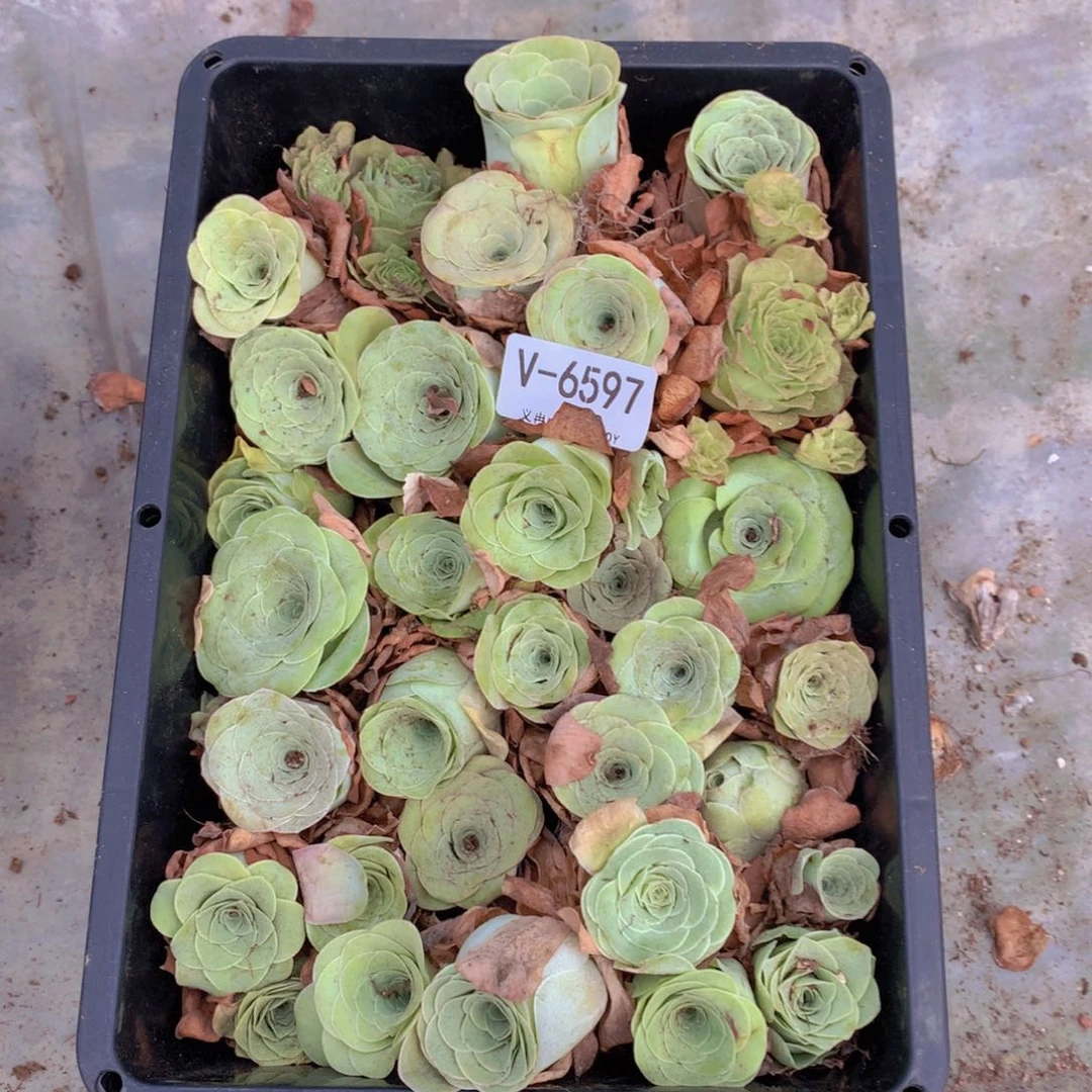 6597清棚处理不售后