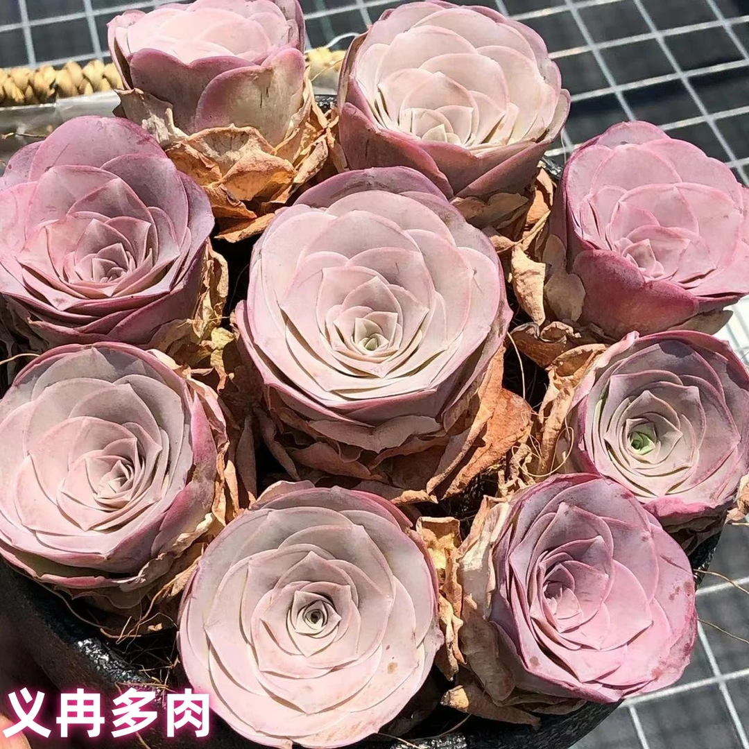 山地玫瑰  多肉粉耶罗潘多拉小情书水蜜桃酒杯大帕绿植室内防辐射