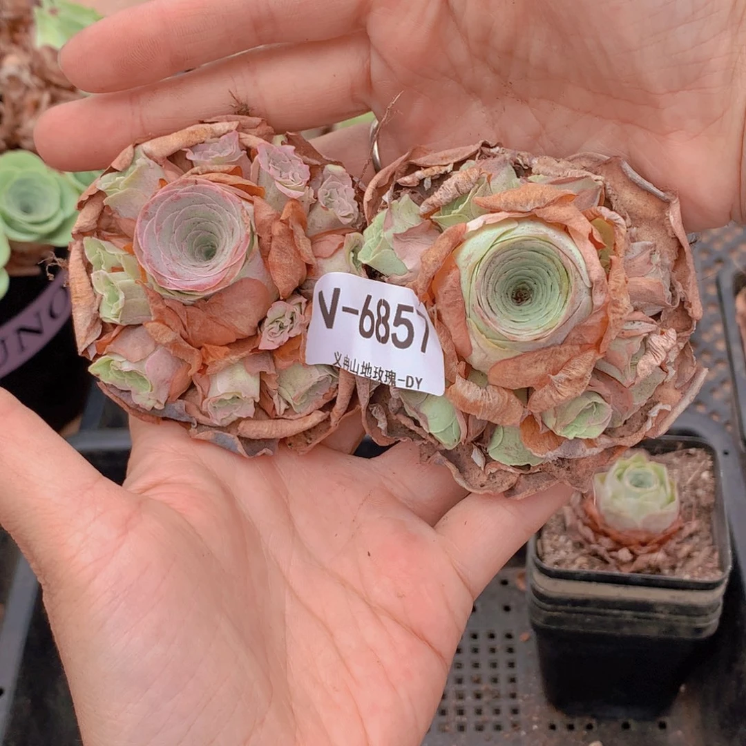 6857水蜜桃会掉侧芽