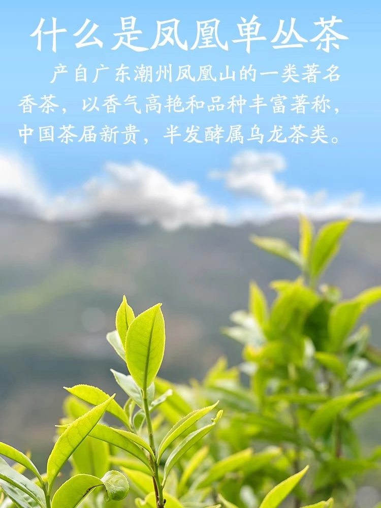 凤凰单丛高山茶虎