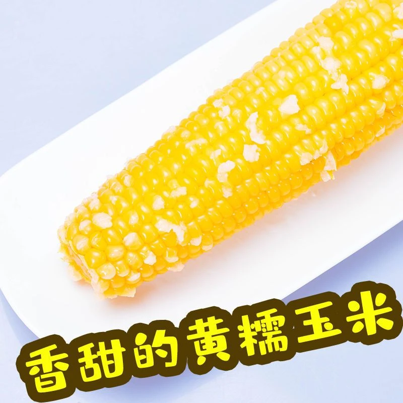 【12只净重6斤】24年新鲜糯玉米香甜软糯 黑龙江玉米产地直发