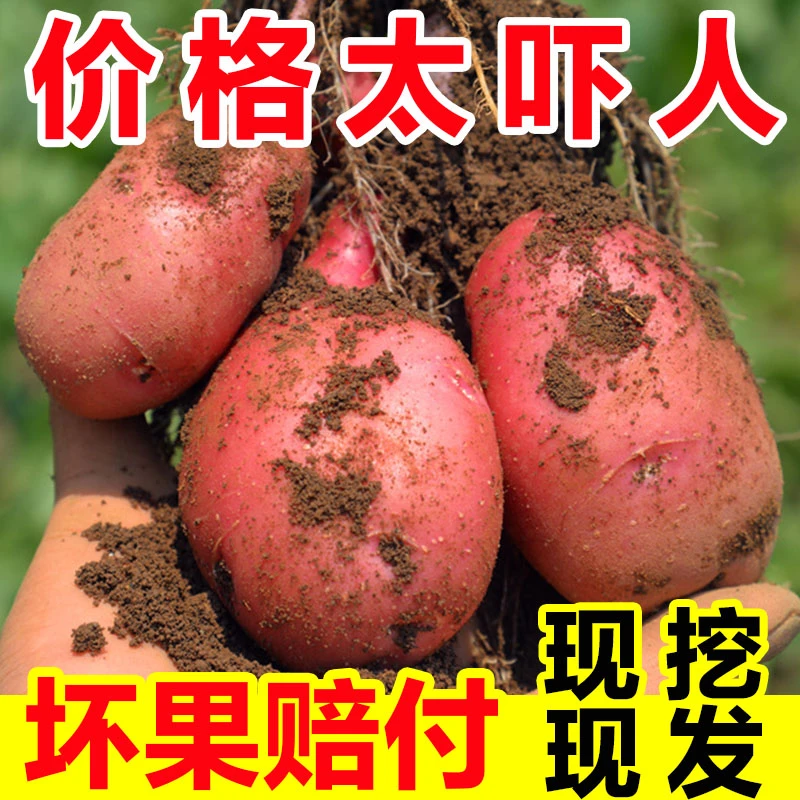 【新鲜】云南红皮黄心土豆新鲜土豆批发土豆马铃薯红土豆开花洋芋