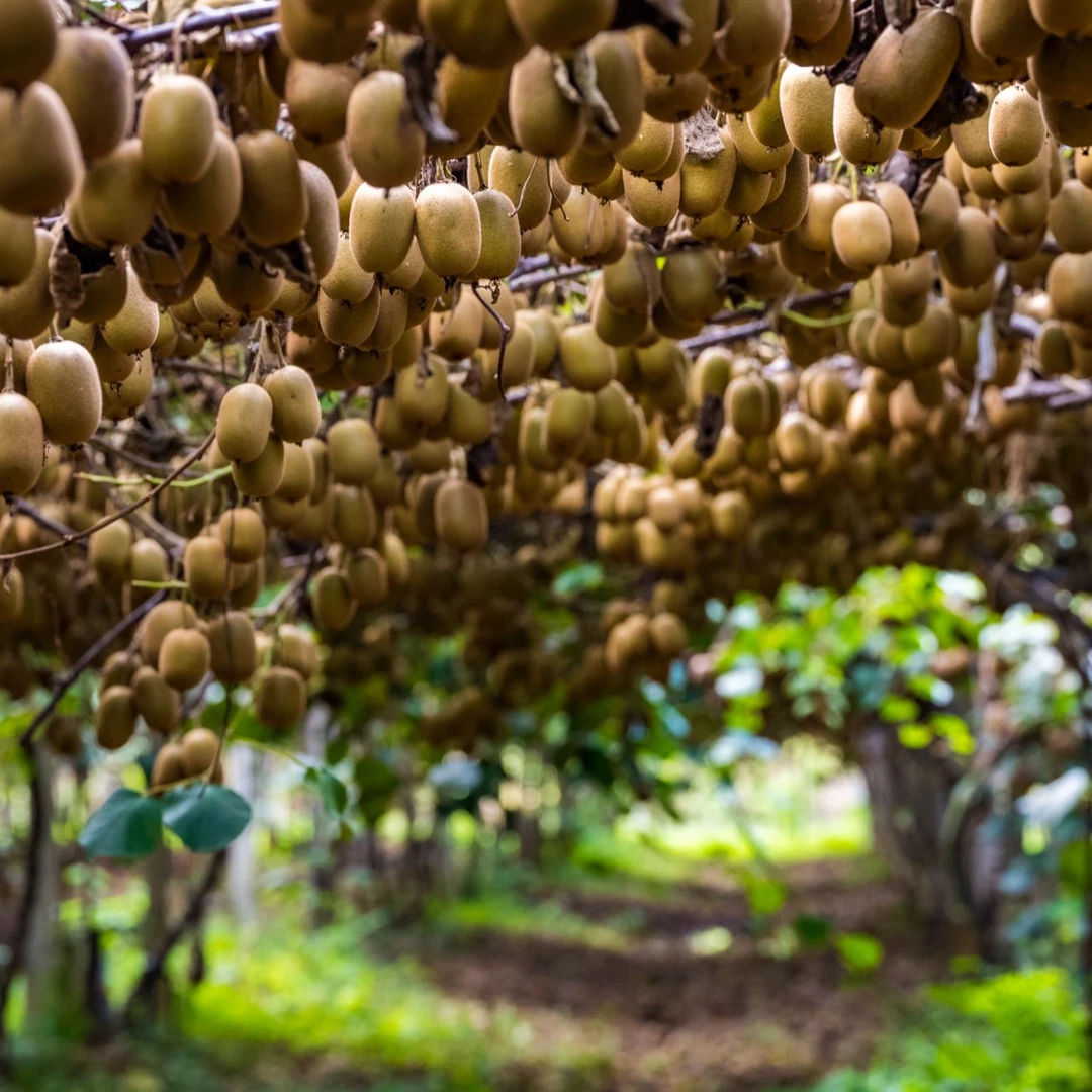 多芯鲜黄金奇异果  绿色食品新鲜循环农业种植原生态坏果包赔