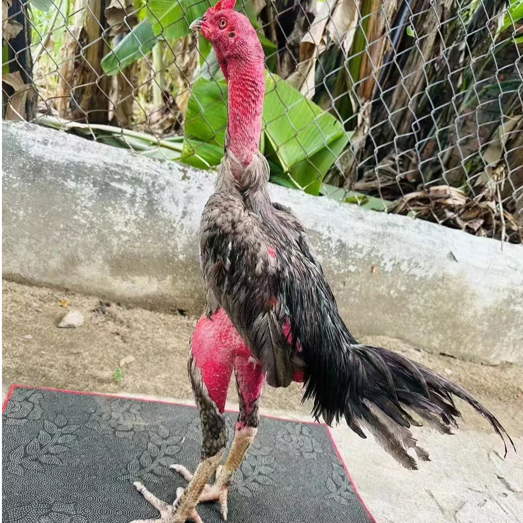 战龙越南斗鸡6.4斤-7.2斤