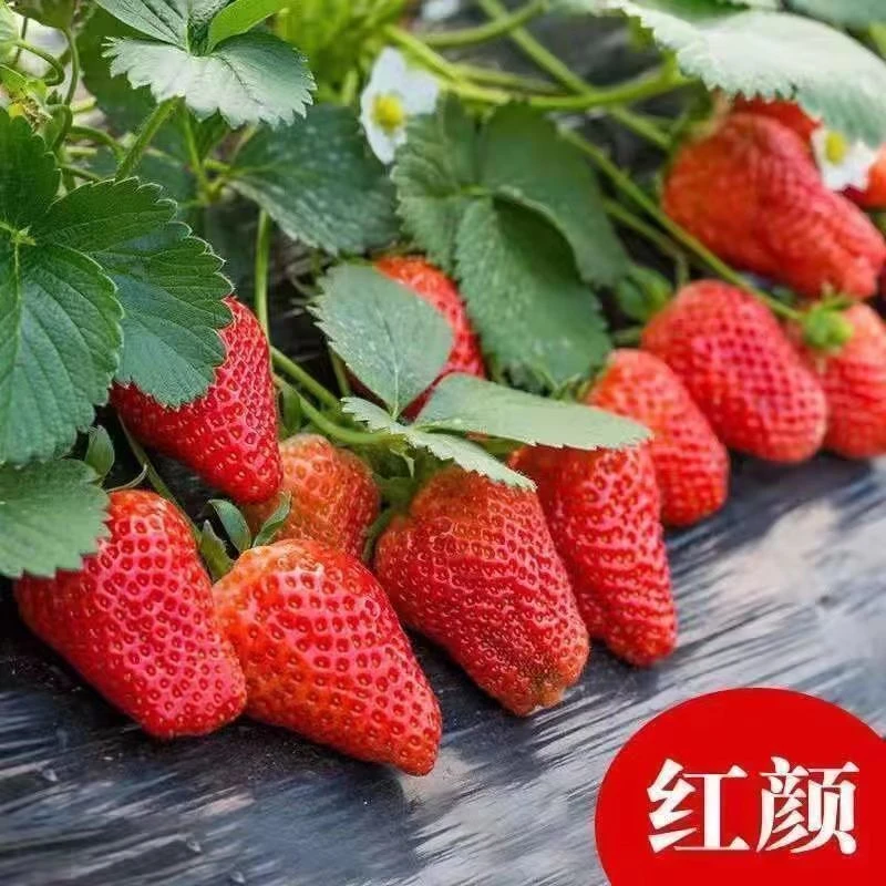 草莓苗原盆原土发货四季盆栽地栽适合南北方庭院阳台久香奶油红颜