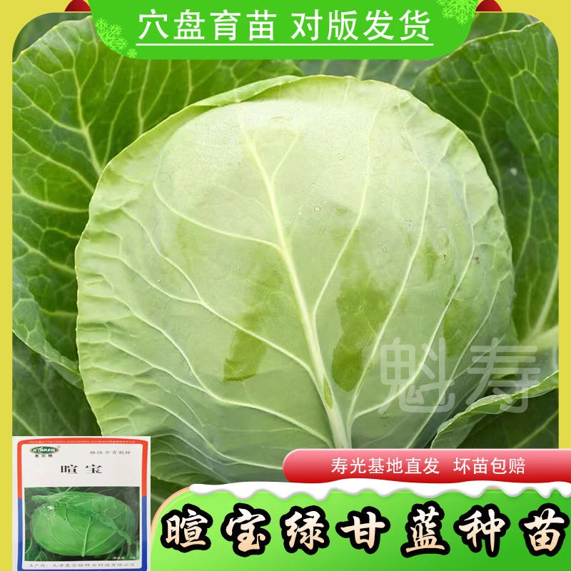 暄宝甘蓝种子籽春秋绿甘兰种子苗四季大头菜卷心菜包菜耐热蔬菜秧