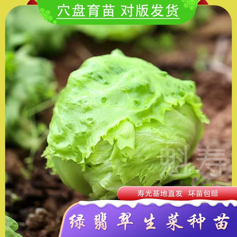 绿翡翠生菜种子早熟高产结球生菜种苗球型沙拉生菜青菜四季蔬菜孑