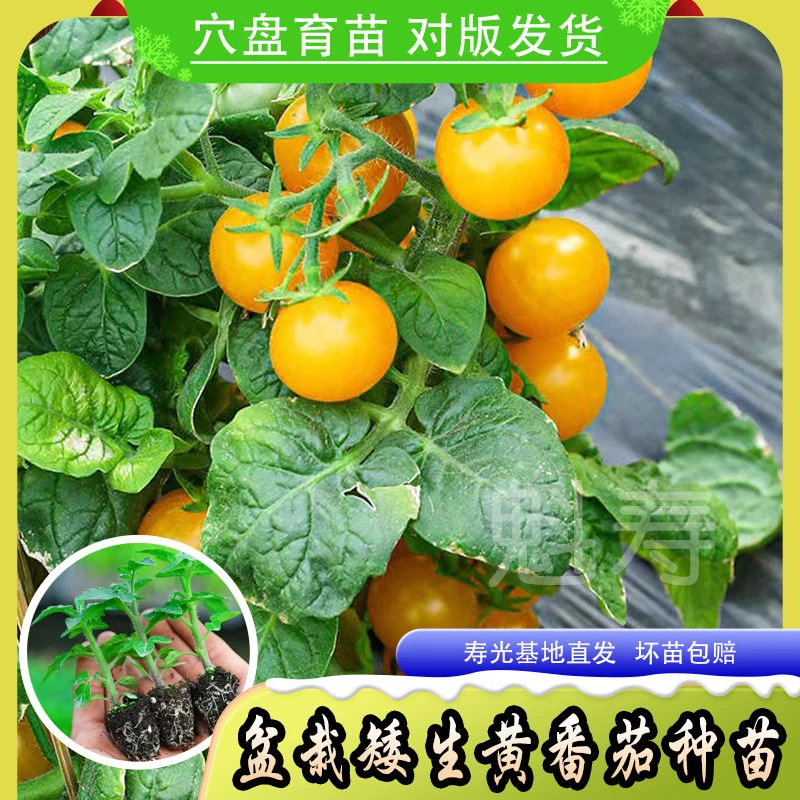 【矮生番茄种子】苗迷你小西红柿种子黄色圣女果种子阳台盆栽苗