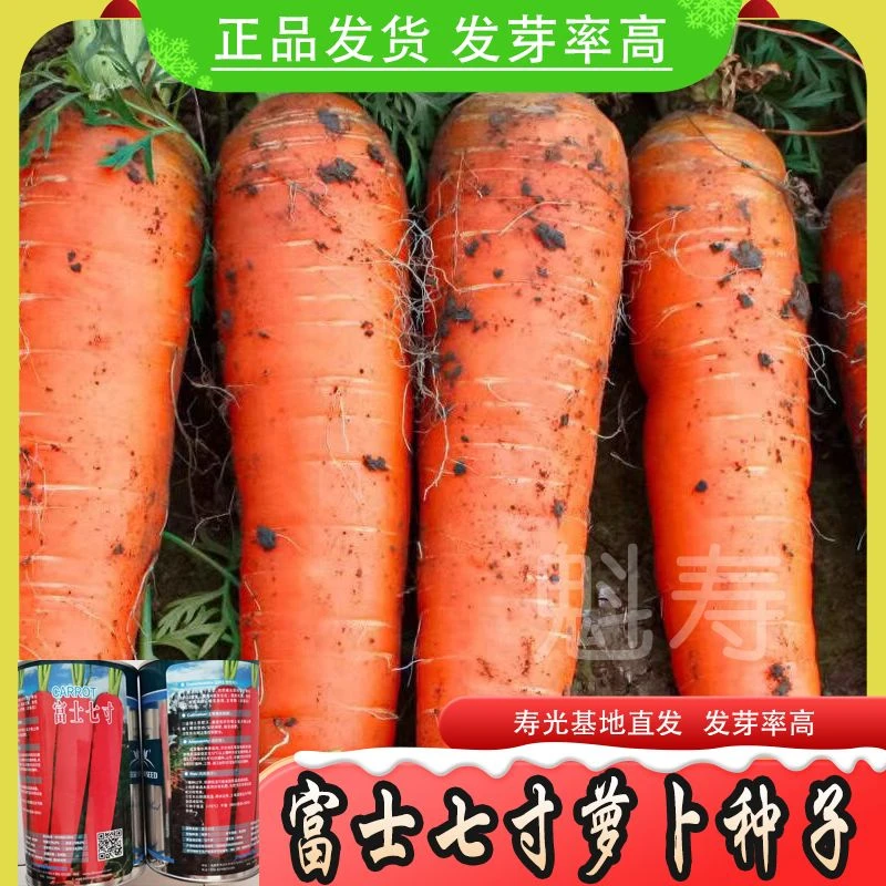 胡萝卜种子富士七寸胡萝卜种籽春秋两季高产蔬菜大面积庭院种子