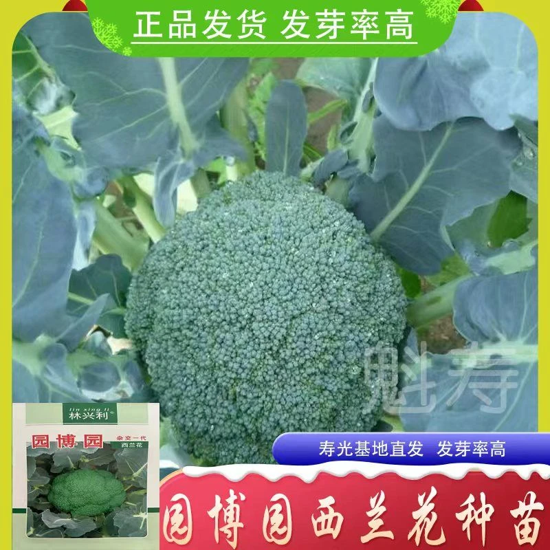 园博园西兰花种籽孑西兰花苗子西兰花种子四季蔬菜种籽菜种西蓝花