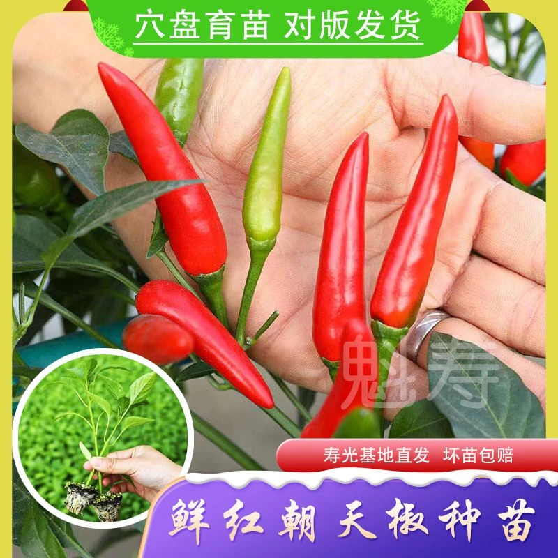正源艳艳红朝天椒种子中早熟单生朝天椒种苗辣味香浓耐贮辣椒种子