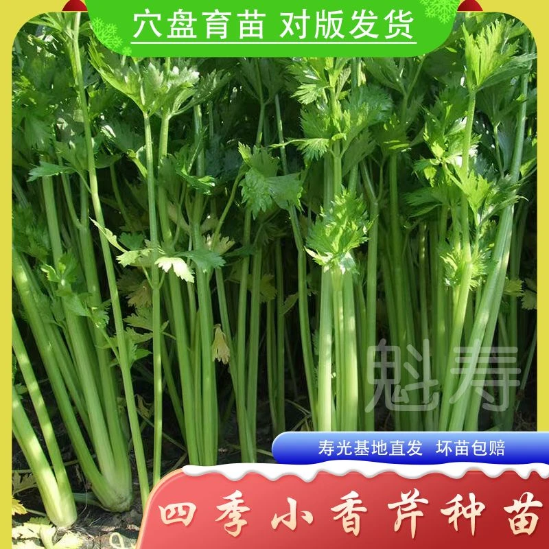芹菜种苗 大禹四季清香小香芹 耐寒基地大棚蔬菜籽高产四季播灌装