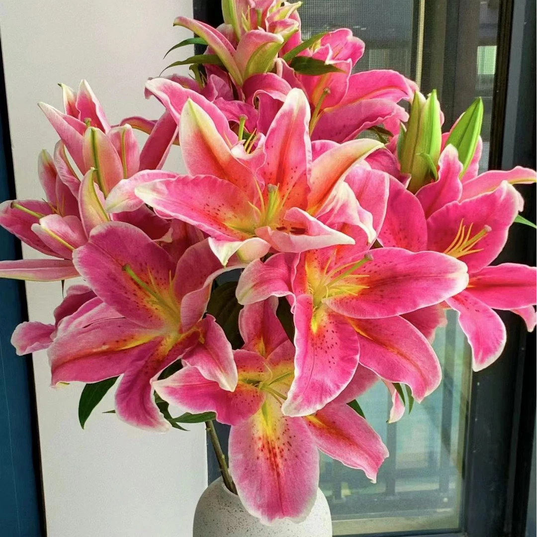 【花伴优选】单瓣百合-特红 经典高贵送礼家居高端鲜切花装饰