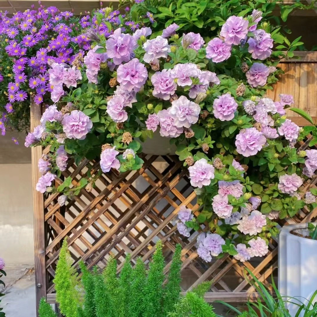 【矮牵牛】特价复色美观花期长盆栽花卉