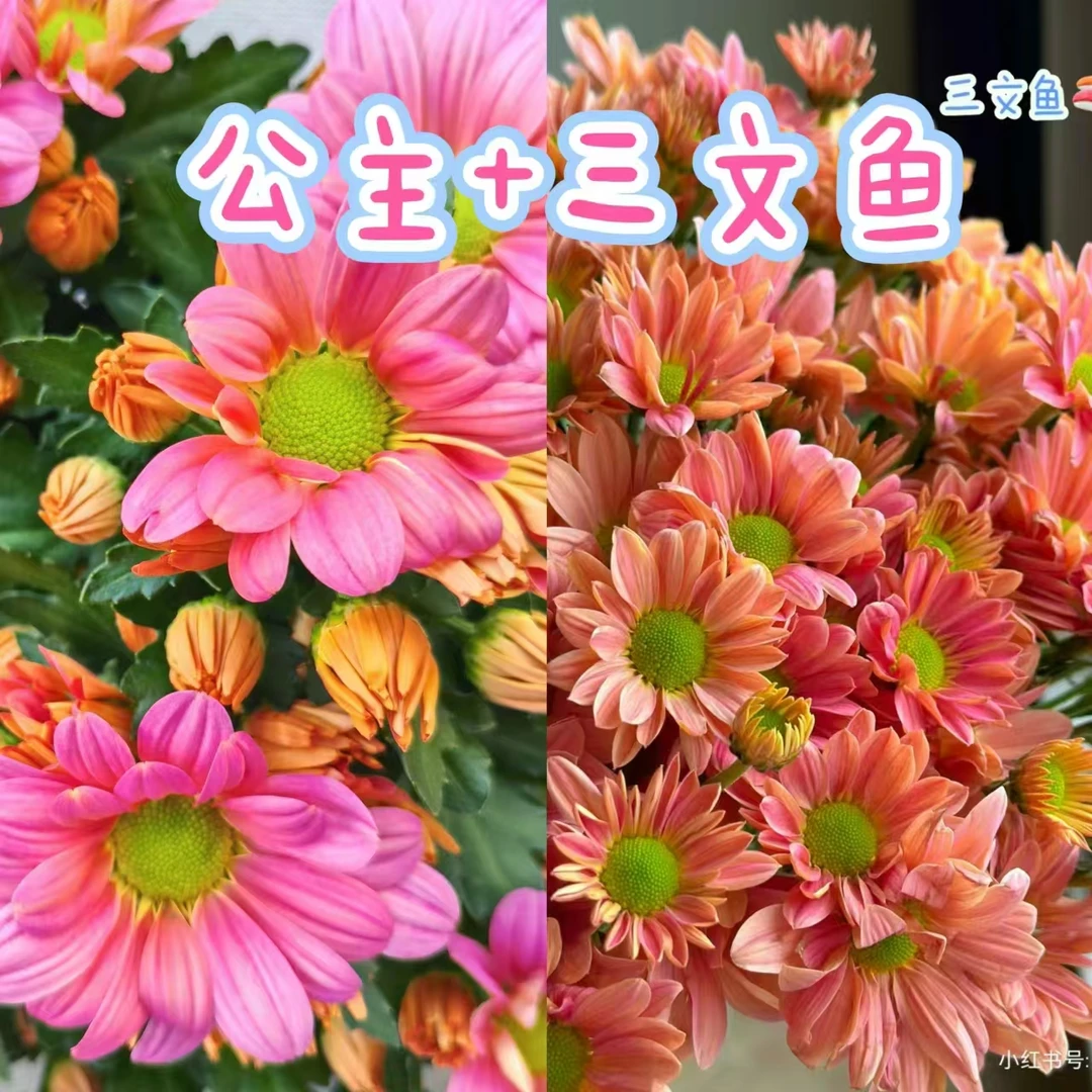 【三文鱼+微风公主】阳台庭院地栽盆栽花卉绿植
