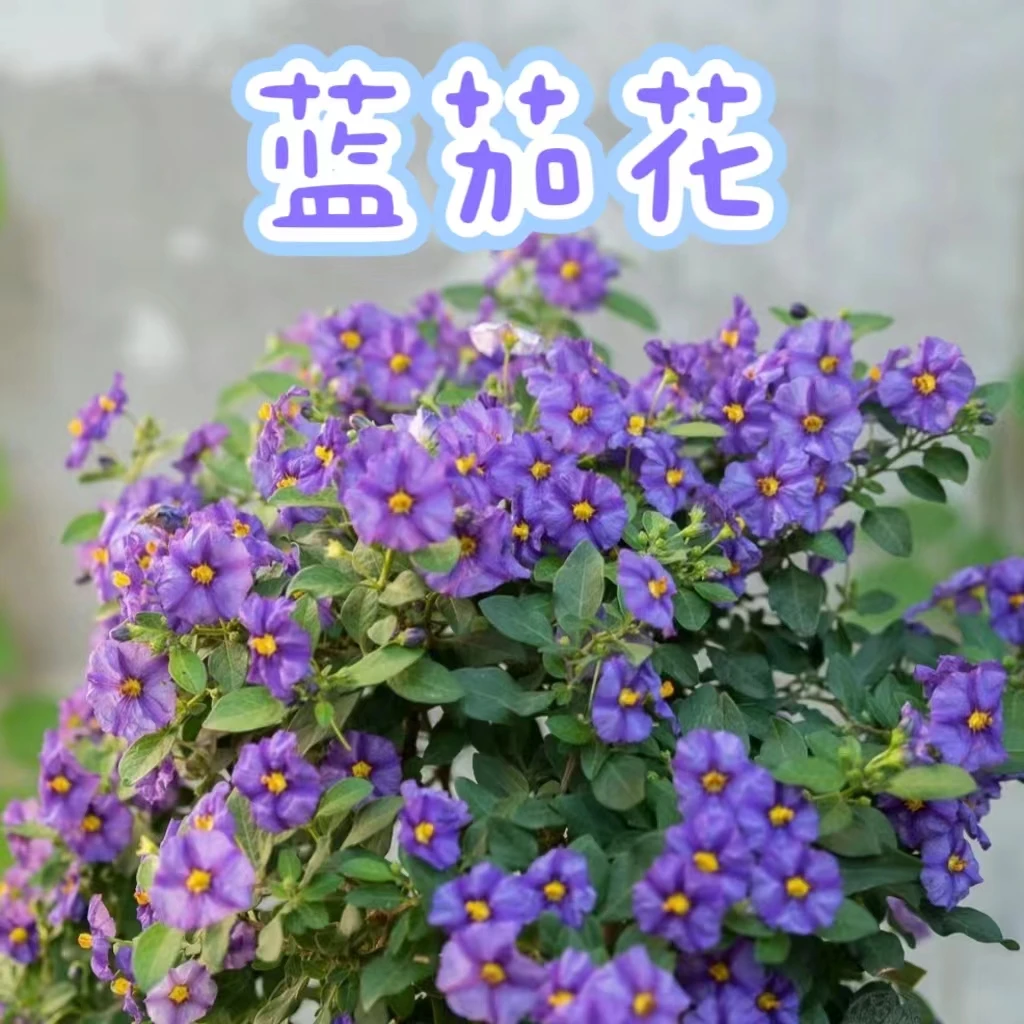 【蓝茄花棒棒糖】（越热越开，喜欢阳光）