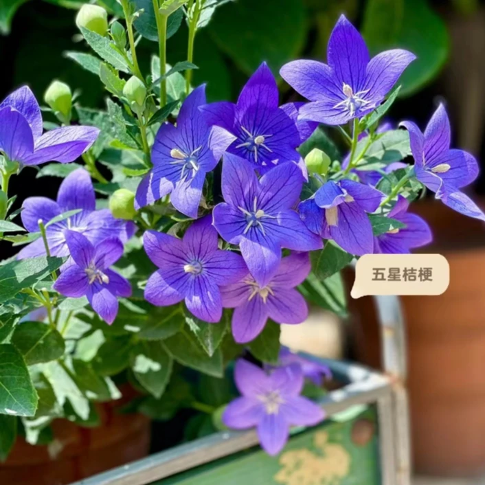 【中华桔梗】（耐热，耐高温）四季播种开花易活室外花卉种籽植物花种