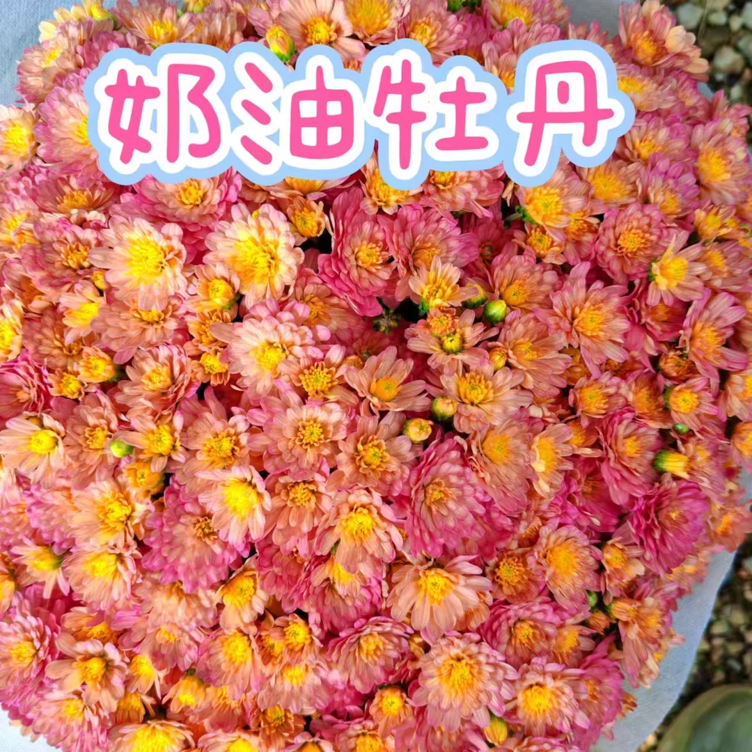 【奶油牡丹】大球菊花期持久耐热，耐干旱，花期长盆栽