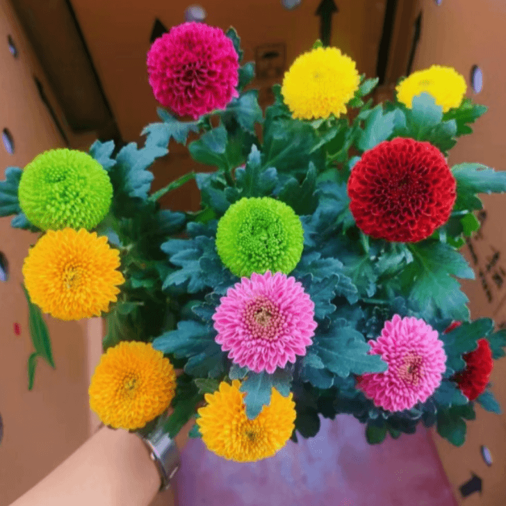 乒乓菊盆栽Q萌花卉（好看好养耐寒耐热）