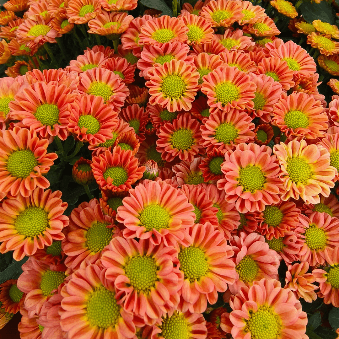 【茉莉小菊】 荷兰菊好看好养耐热盆栽Q萌花卉室外斑纹菊的缩小版
