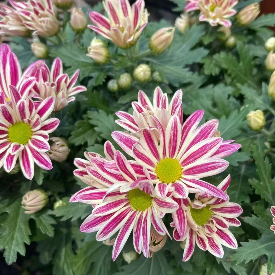 【油墨画斑纹菊】阳台庭院地栽盆栽花卉绿植