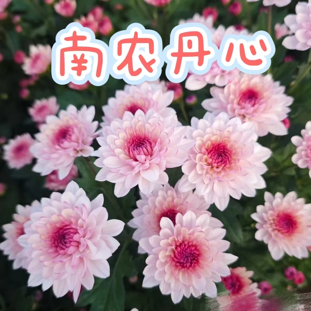 【南农丹心】阳台庭院地栽盆栽花卉绿植