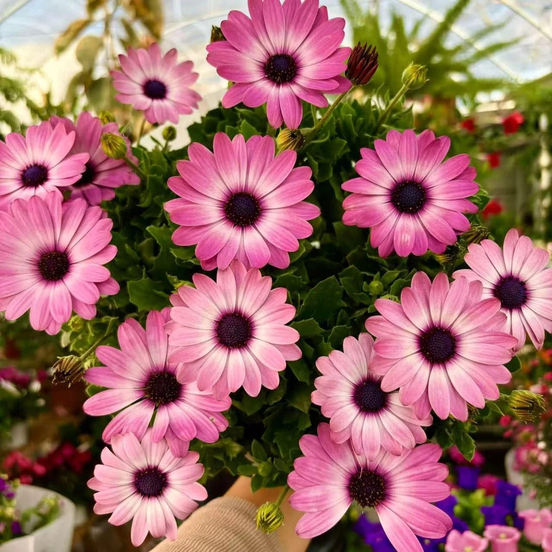 彩南非蓝目菊万寿菊花卉盆栽（花期非常长，花量非常大）