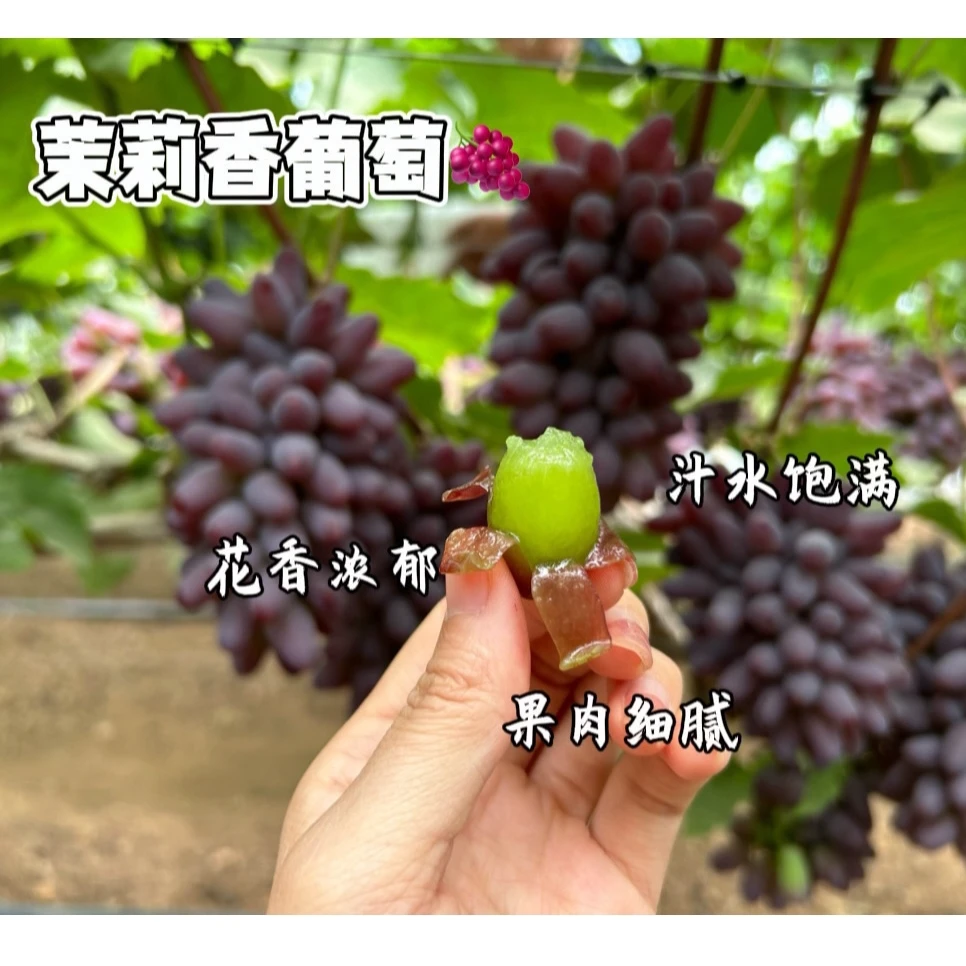 2024东北茉莉香葡萄3斤/5斤香甜可口皮薄肉厚 汁水饱满新鲜采摘