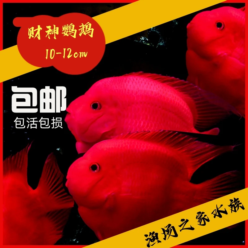 海南血红鹦鹉鱼10cm-12cm尺寸热带观赏鱼水族活体混养淡水鱼活体