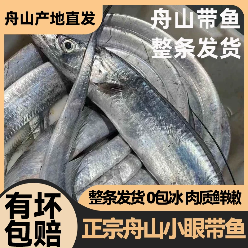 【单条半斤以上】正宗舟山小眼精选油带鱼条带鲜活雷达网深海捕捞