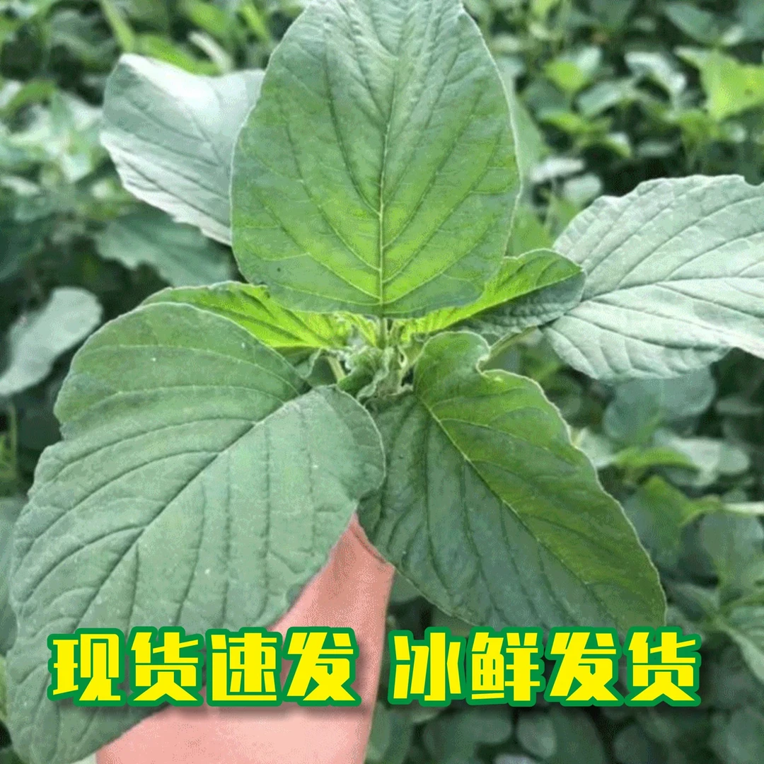 苋菜新鲜大叶菜野生现摘现发当季绿苋菜儿时野菜带箱5斤包邮炒菜