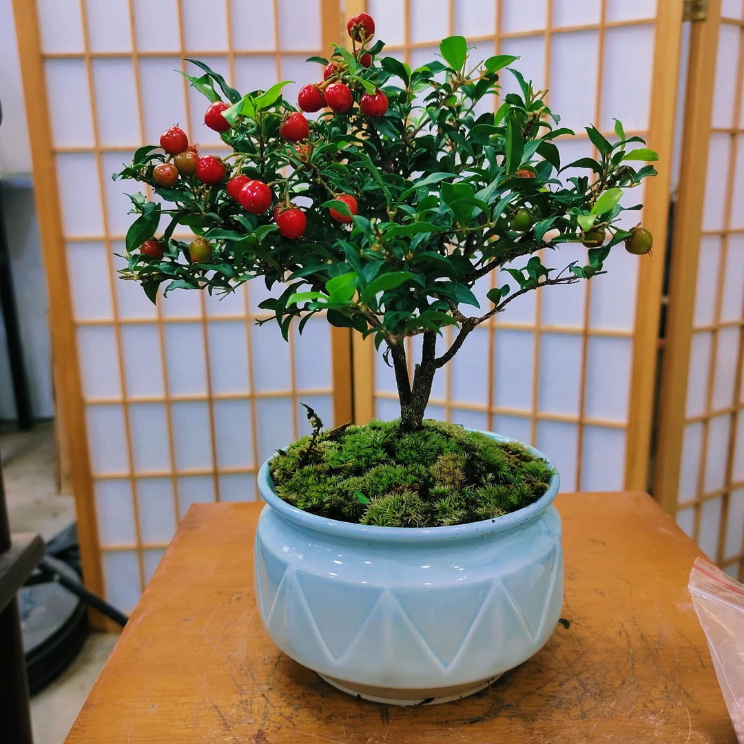 台湾李氏樱花精品盆栽四季常青好养懒人花卉盆景
