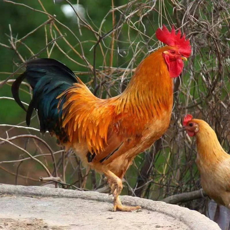 散养现杀九金红大公鸡4左右