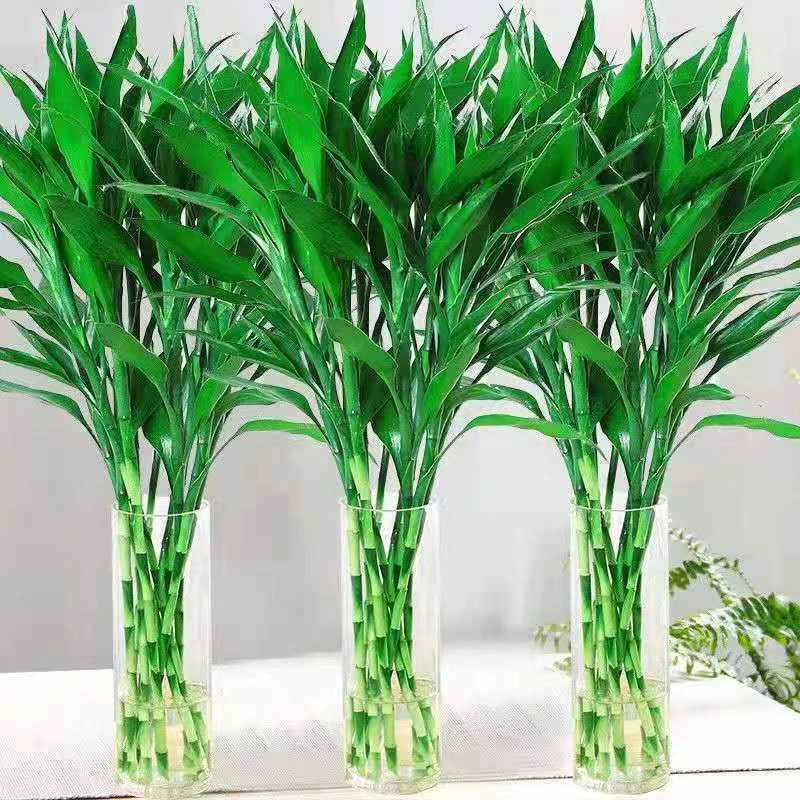 富贵竹【不含瓶】水培植物花开富贵节节高懒人植物好养水培植物