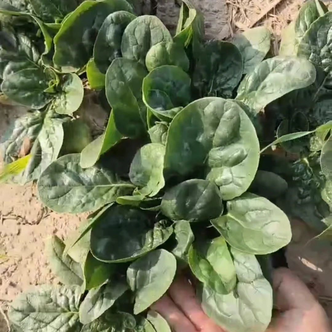 河南趴地大菠菜，叶大，根红，叶厚，适合涮火锅，炒菜