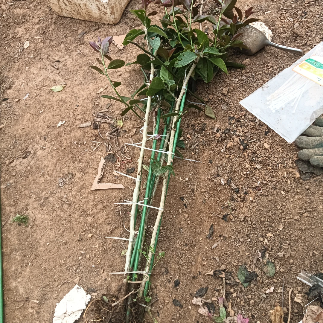 叶仙苗嫁接蟹爪兰猴尾30