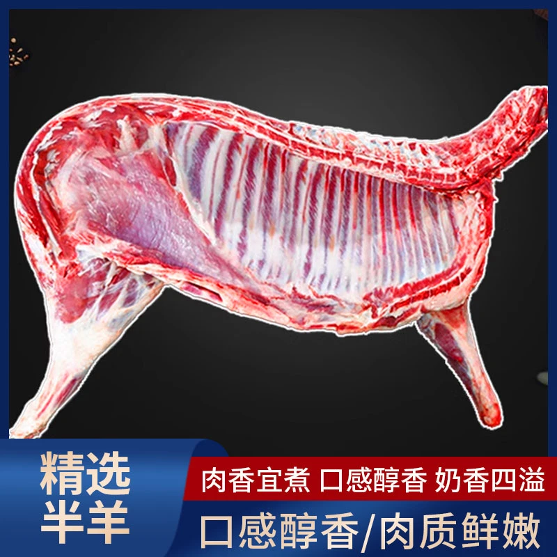 散养乳羔羊半羊羊腿羊排羊蝎子分割切块发货 切块装 炖煮烧烤