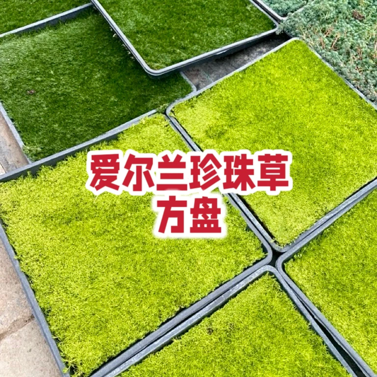 爱尔兰珍珠草庭院景观绿化四季常青草坪耐寒耐旱四季宿根多年生