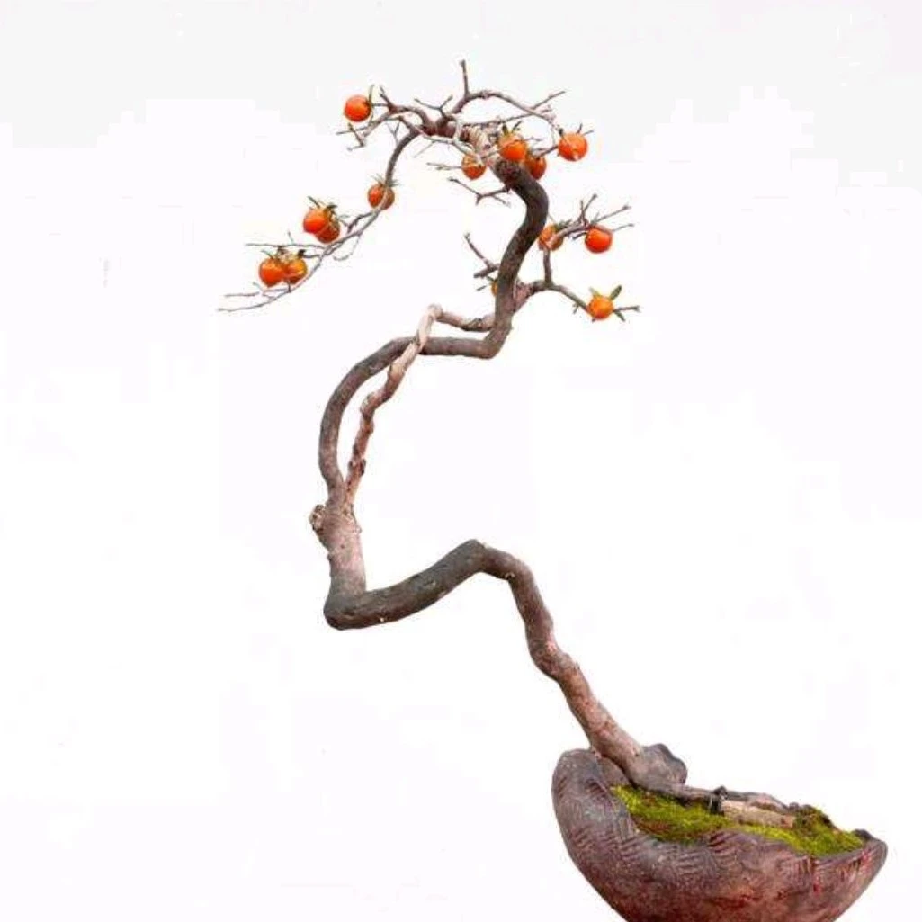 嫁接老鸦柿品种盆景（不直播，勿拍）