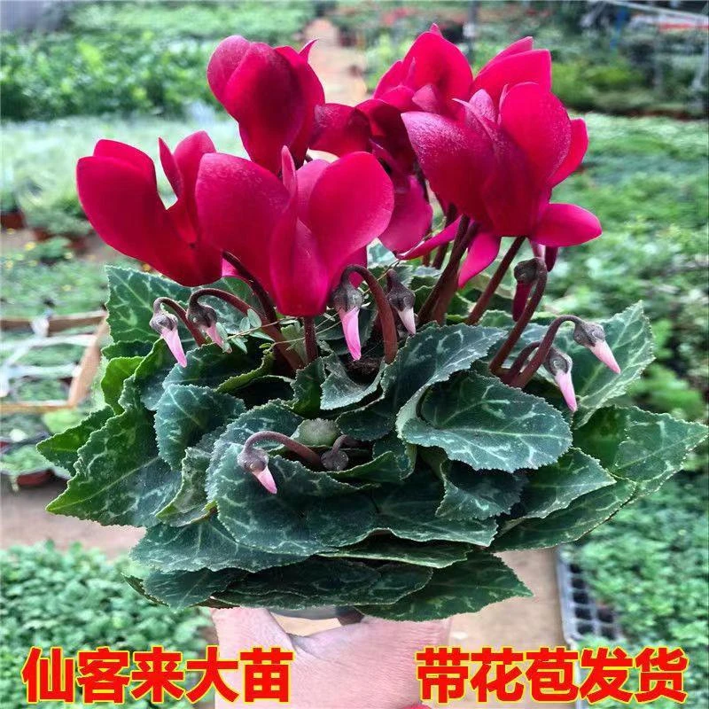 【新款】仙客来盆栽带花苞发货室内四季花卉迎客来当年开花大花苗