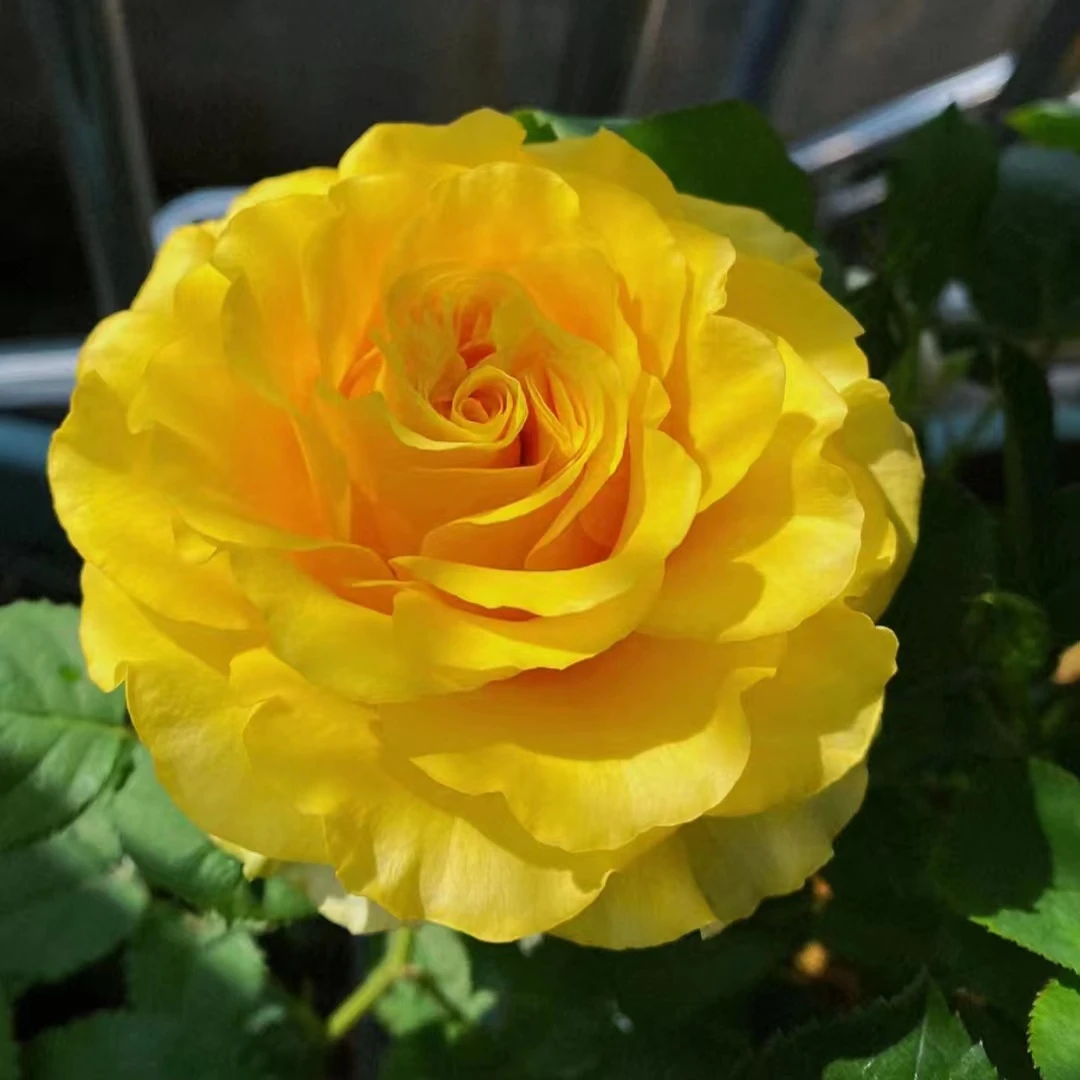 新号开播福利（小苗）三颗包邮，一颗不发