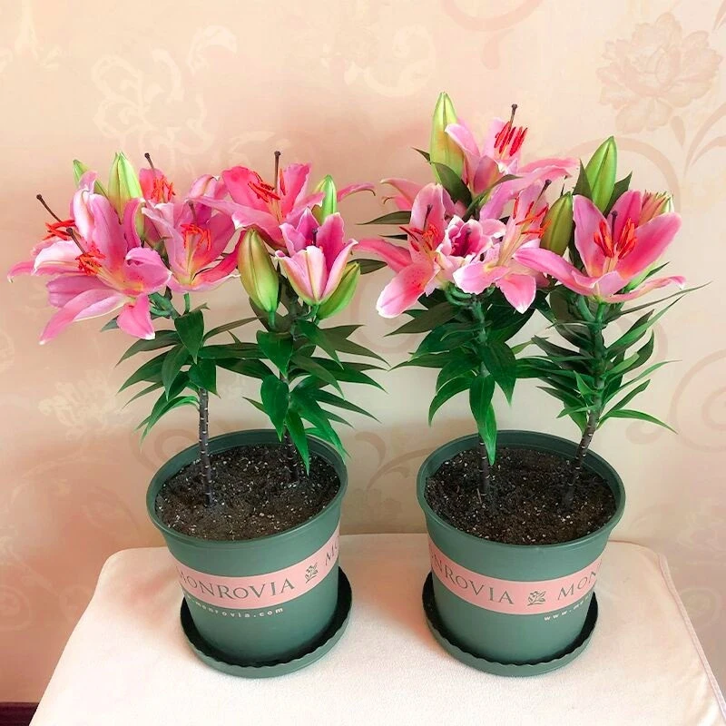 粉色香水百合种球四季开花阳台室内室外重瓣百合花卉盆栽植物花苗